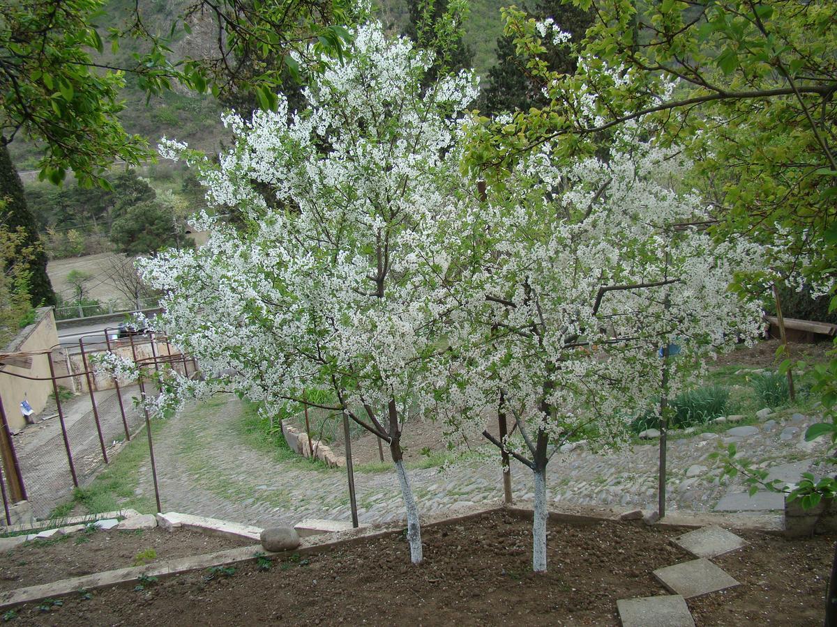 Guest House Ucha Mtskheta Exterior foto